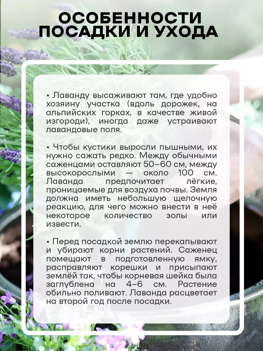 Саженец Лаванда Розовая 3 шт Green Organic 182438786 купить в  интернет-магазине Wildberries