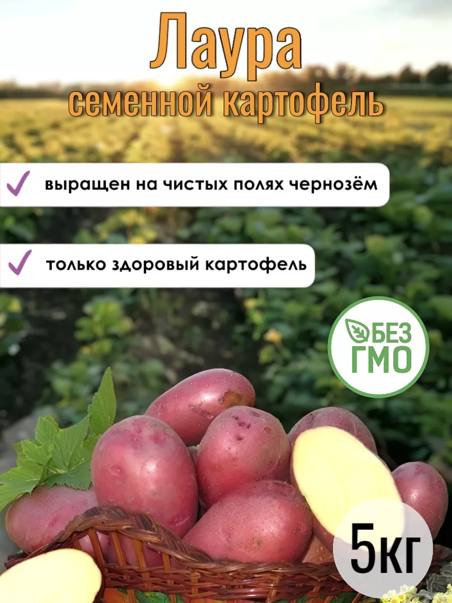 Сорт Картофеля Гулливер Характеристика Отзывы Фото