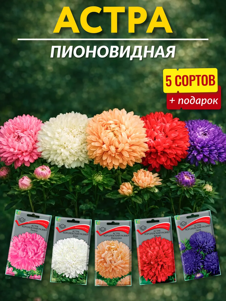 Семена астра пионовидная крупная