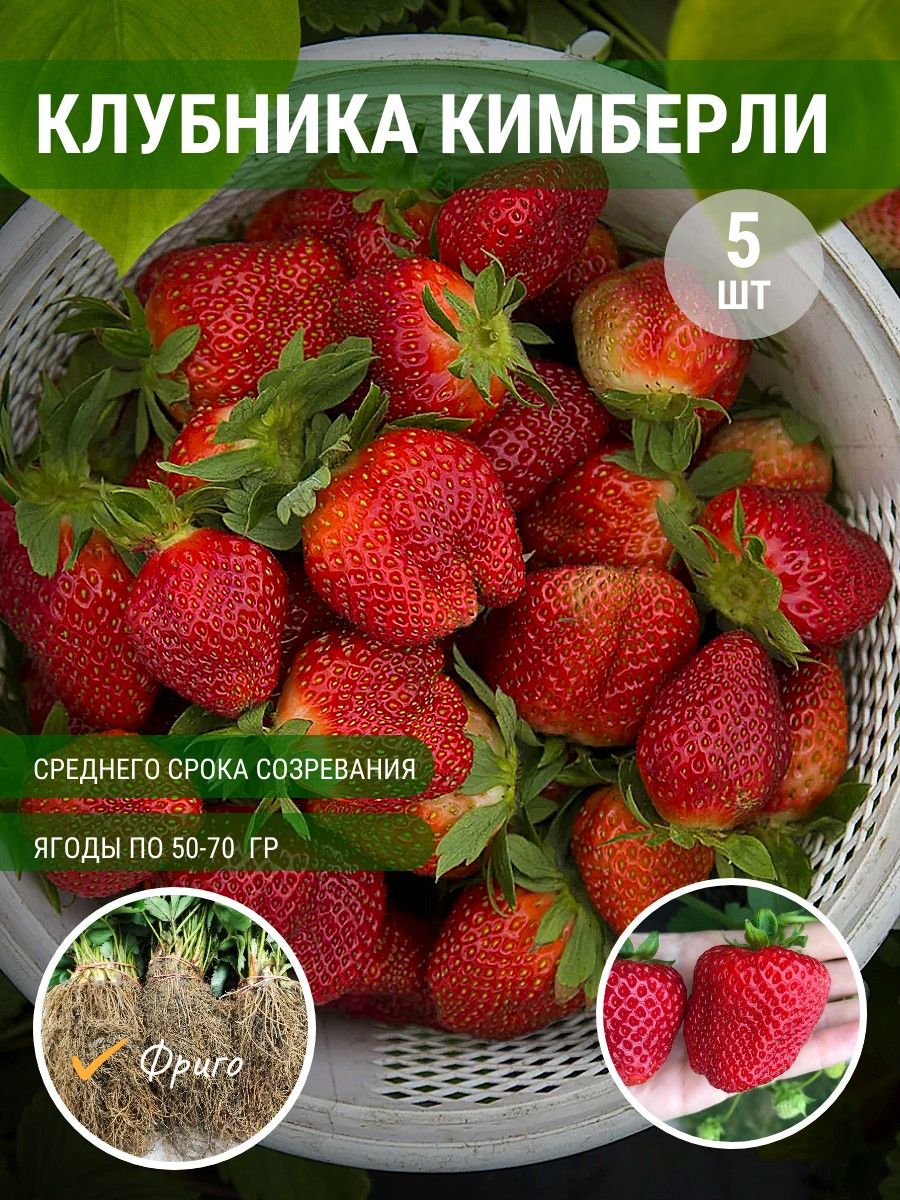 Рассада клубники саженцы (5 шт) Сад Экспресс 24 182628171 купить за 410 ₽ в  интернет-магазине Wildberries