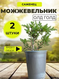 Саженец можжевельника Atlass 182656266 купить за 504 ₽ в интернет-магазине Wildberries