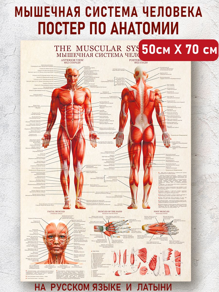 Плакат мышц. Плакат мышцы человека. Плакат анатомия в цифрах. Анатомия мышц на русском. Плакат мышцы человека для массажа.