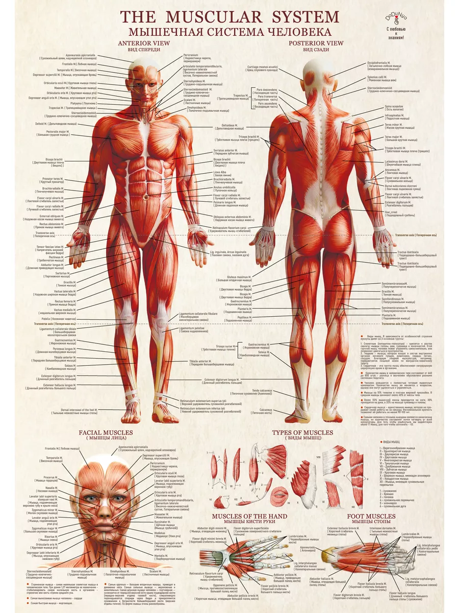 Анатомия мышц человека на русском и латыни DaDuNya 182663704 купить за 443  ₽ в интернет-магазине Wildberries