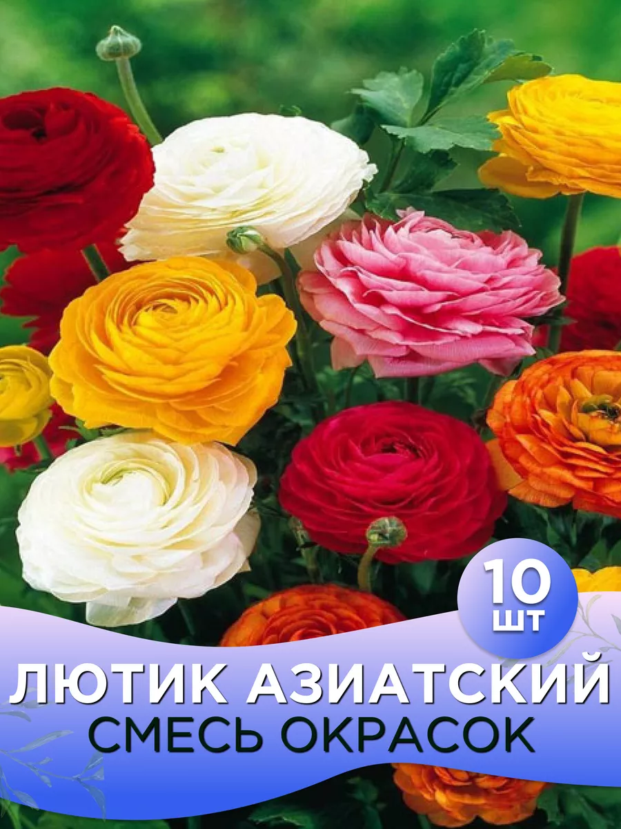 Ранункулюс (лютик) луковицы 10шт Растения для сада 182741065 купить в  интернет-магазине Wildberries