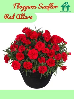 Гвоздика Sunflor Red Allura живой цветок(саженец зкс) Flower House 182757612 купить за 461 ₽ в интернет-магазине Wildberries