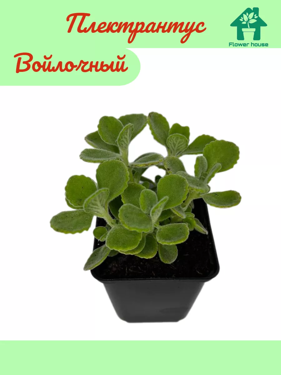 Плектрантус войлочный, Plectranthus hadiensis Flower House 182761139 купить  за 358 ₽ в интернет-магазине Wildberries