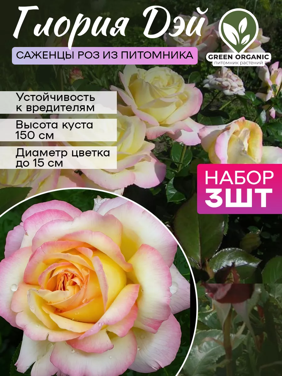 Роза Глория Дэй 3шт Green Organic 182763086 купить в интернет-магазине  Wildberries