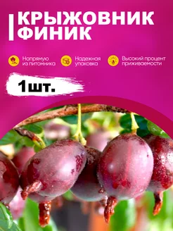 Саженец Крыжовник "Финик" эко-дача24 182785453 купить за 390 ₽ в интернет-магазине Wildberries