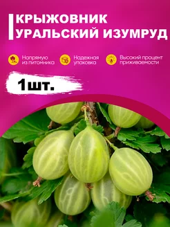 Саженец крыжовник "Уральский изумруд" эко-дача24 182785455 купить за 384 ₽ в интернет-магазине Wildberries