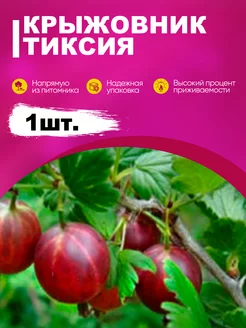 Саженец крыжовник "Тиксия" Эко-дача24 182785457 купить за 384 ₽ в интернет-магазине Wildberries