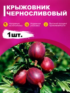 Саженец крыжовник "Черносливовый" эко-дача24 182785459 купить за 384 ₽ в интернет-магазине Wildberries