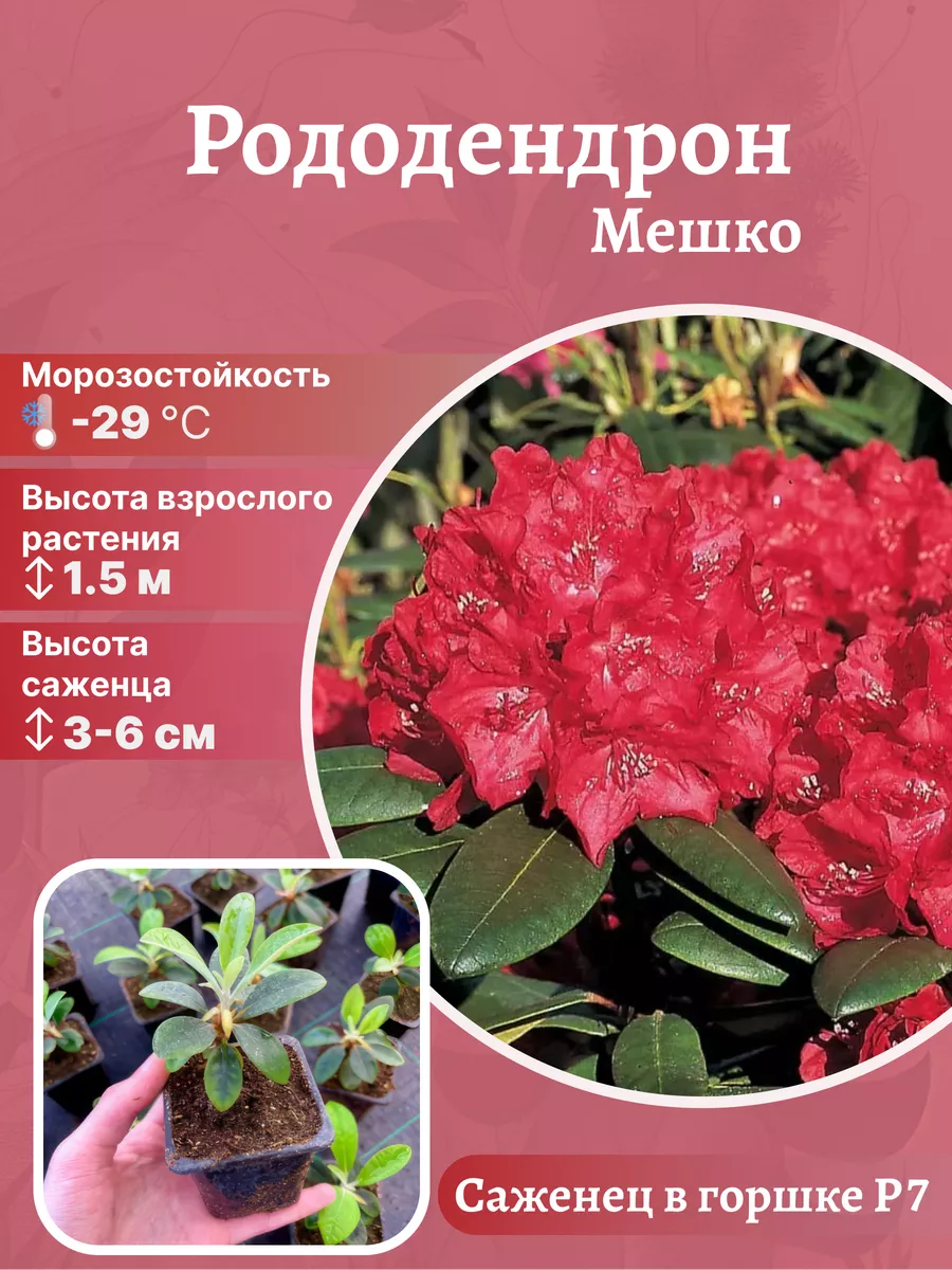 Рододендрон Mieszko