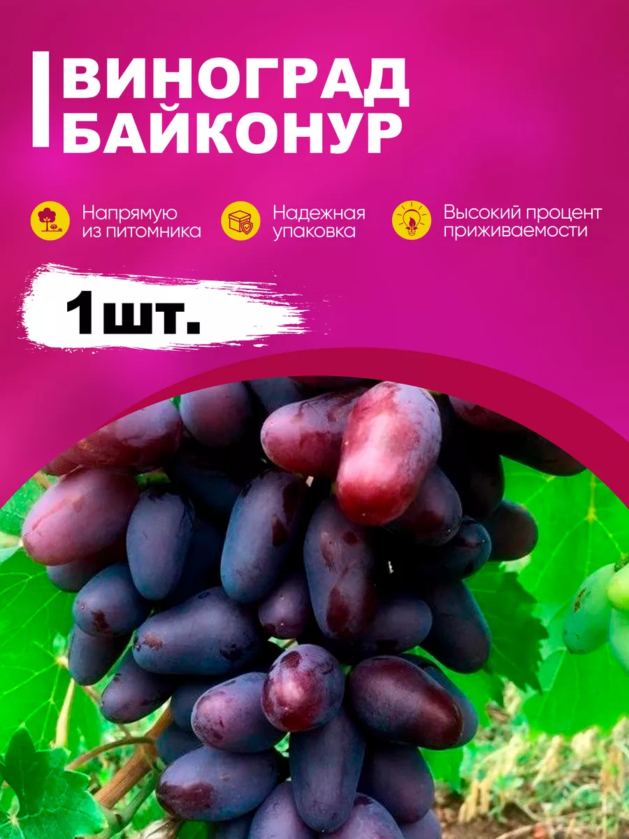 Виноград Байконур Сорта Фото Отзывы