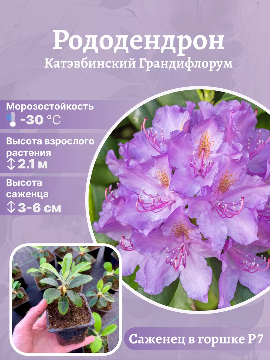 Рододендрон Catawbiense Grandiflorum