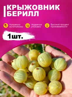 Саженец крыжовник Берилл эко-дача24 182866012 купить за 384 ₽ в интернет-магазине Wildberries