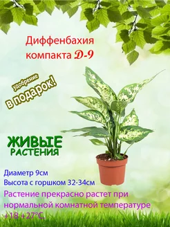 Диффенбахия Компакта (Dieffenbachie Compacta) D9 Это наш сад 182893583 купить за 1 174 ₽ в интернет‑магазине Wildberries