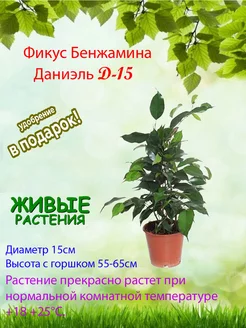 Фикус бенджамина Даниэль D15 Это наш сад 182898395 купить за 2 851 ₽ в интернет‑магазине Wildberries