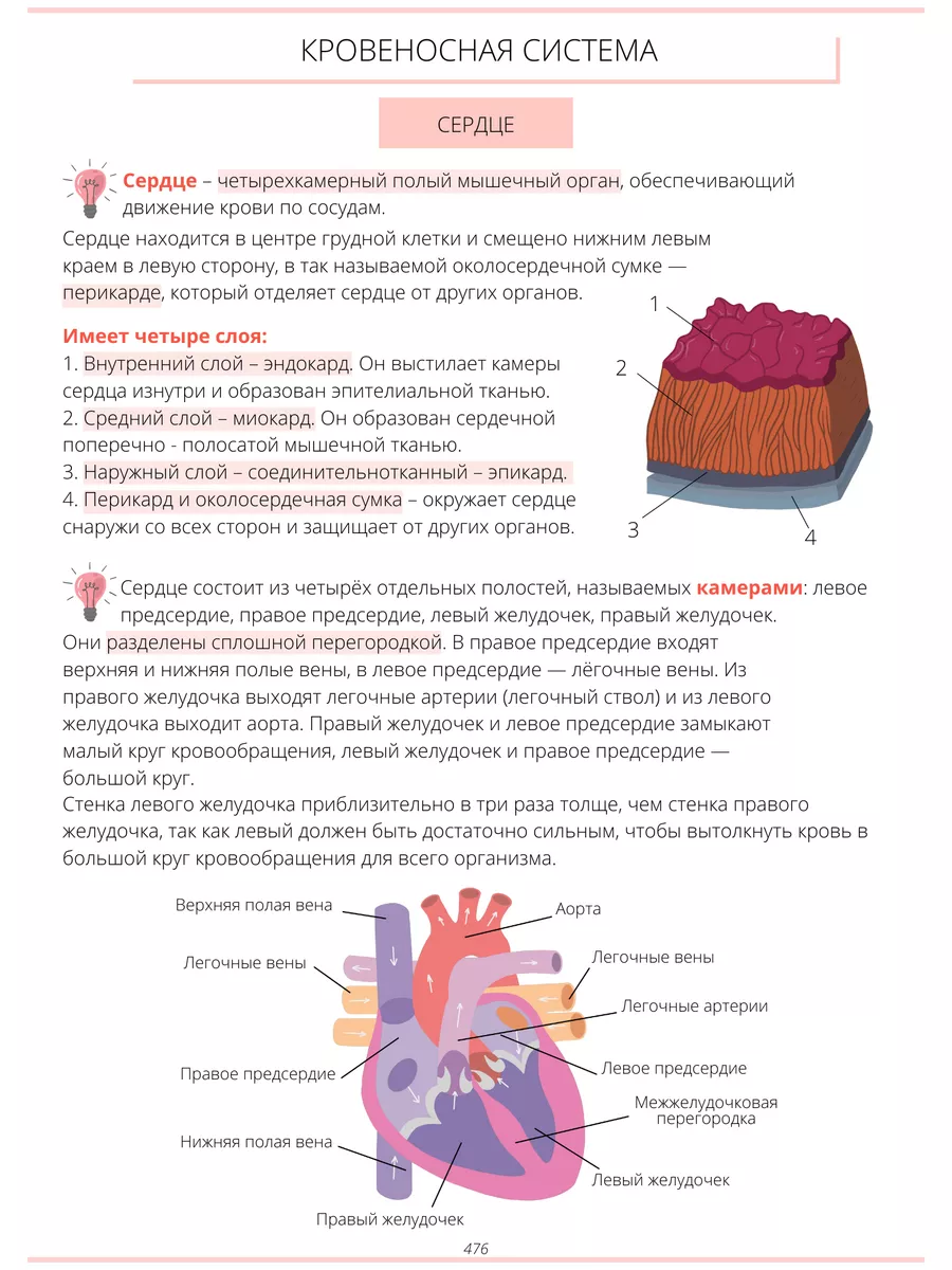 Учебник по биологии ЕГЭ, ОГЭ Онлайн-школа Breeze 182937823 купить в  интернет-магазине Wildberries