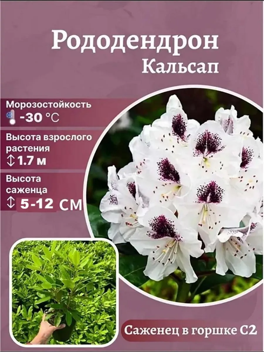 Рододендрон Calsap