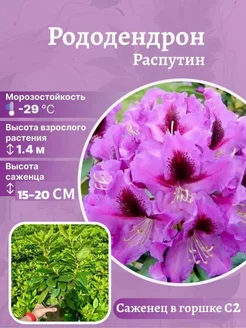 Рододендрон Rasputin Агромир - питомник растений 183032010 купить за 631 ₽ в интернет-магазине Wildberries