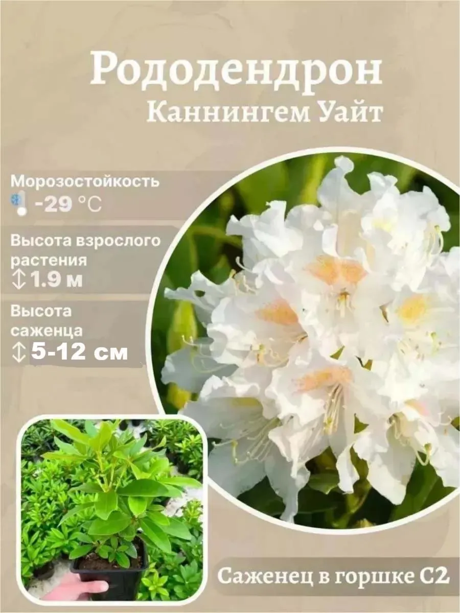 Рододендрон Cunningham’s White