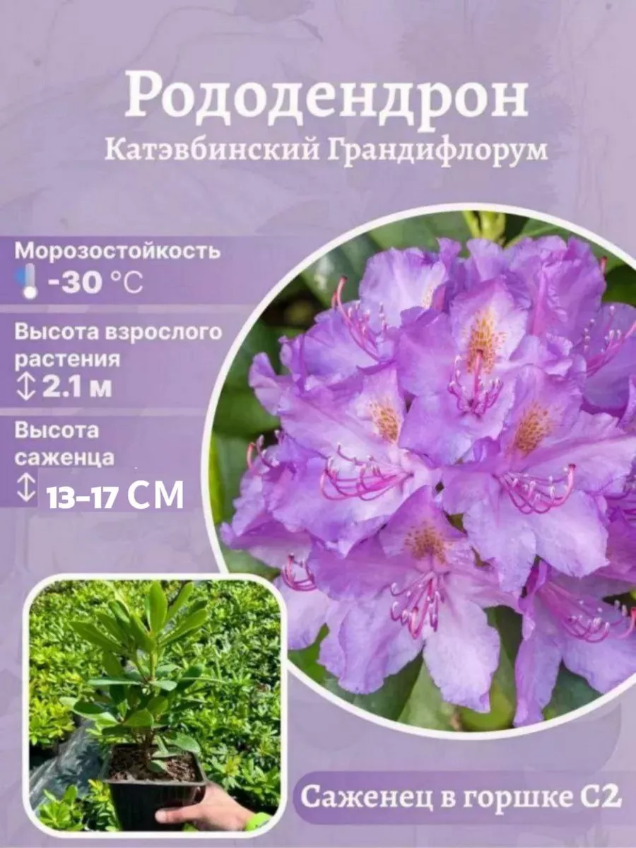 Рододендрон Catawbiense Grandiflorum Агромир - питомник растений 183078357  купить в интернет-магазине Wildberries