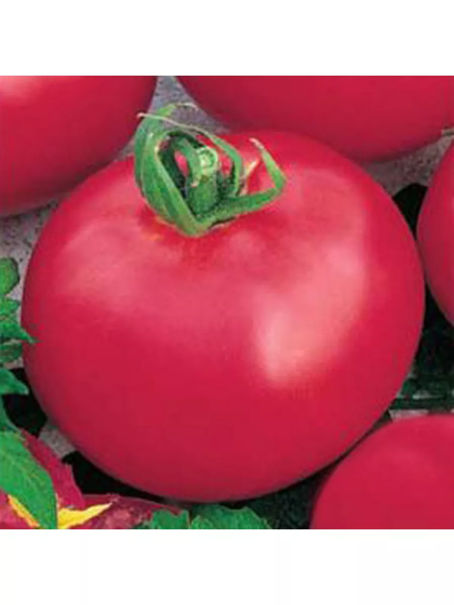 Томат садовая жемчужина розовая. Помидоры черри садовая жемчужина. Сорт помидор третьяковский. Томаты бакинские розовые. Томат розовый сувенир.