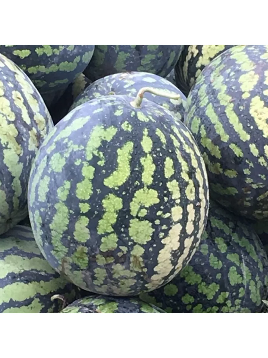 Арбуз волгоградец крс 90. Сорт арбуза холодок. Арбузные зёрна. Семена арбуза. Семена арбузов найти.