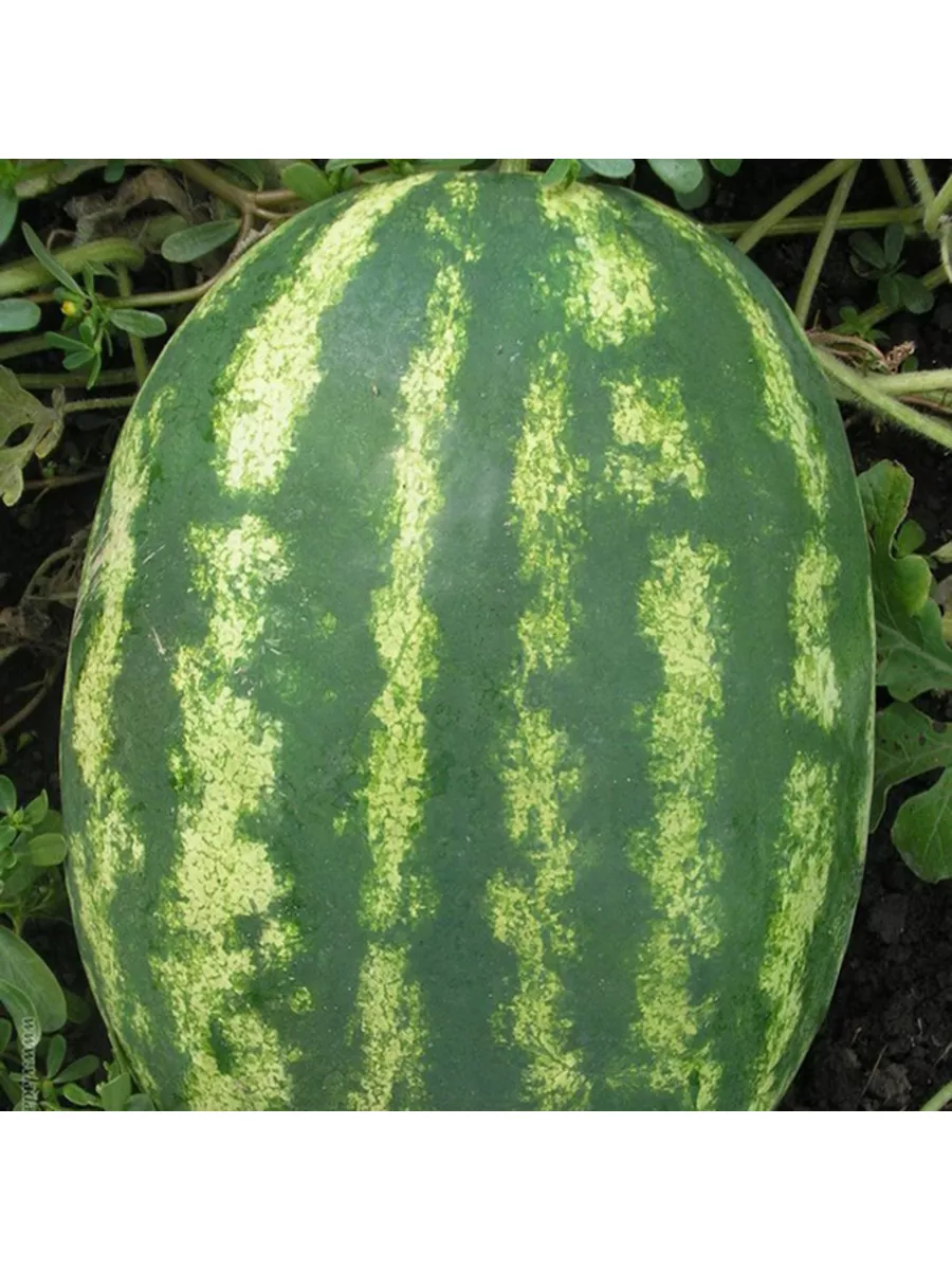 Сорт арбуза кримсон вондер. Сорт арбуза быковский 22. Арбуз астраханский поиск. Hollar premium семена арбуза. Арбуз астраханский.