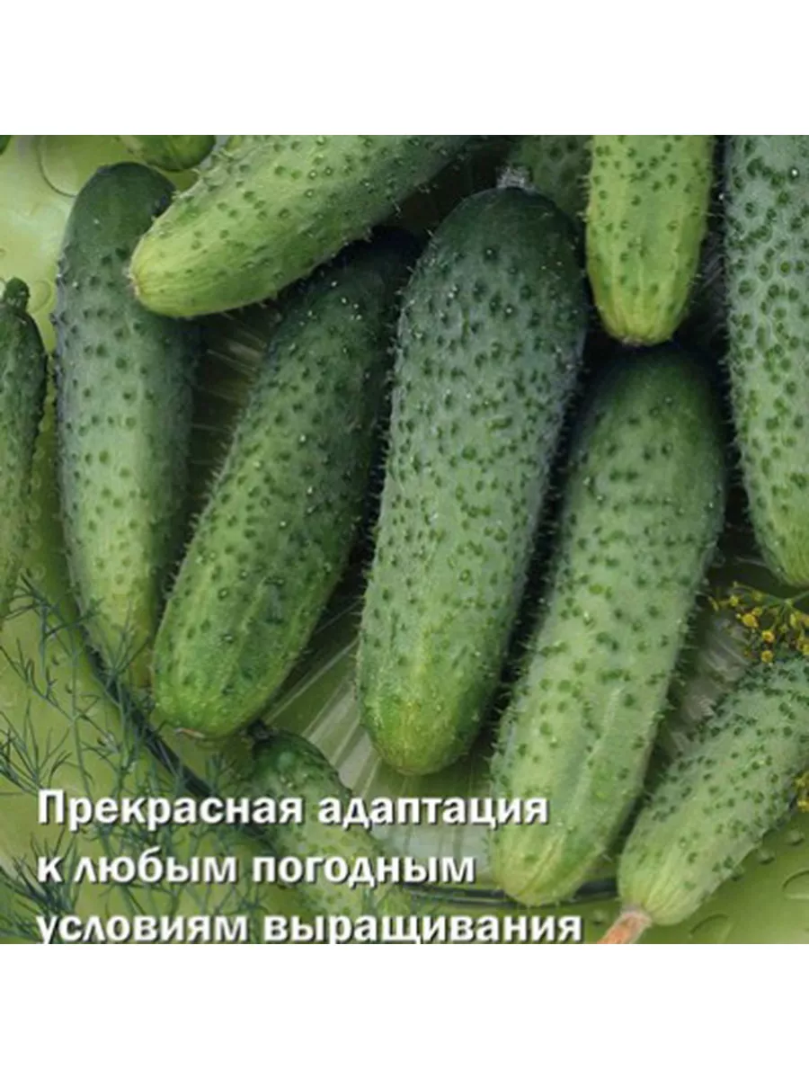 Купить Семена Огурца Кономор