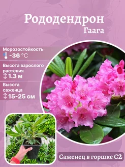 Рододендрон Haaga Агромир - питомник растений 183271983 купить за 592 ₽ в интернет-магазине Wildberries