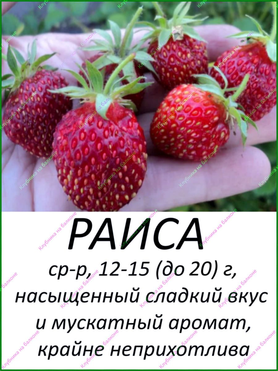 Раиса (как Купчиха) Земклуника Клубника на балконе 183281597 купить в  интернет-магазине Wildberries