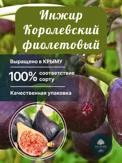 Саженцы Инжир Королевский фиолетовый Питомник Наследие 183386733 купить за 427 ₽ в интернет-магазине Wildberries