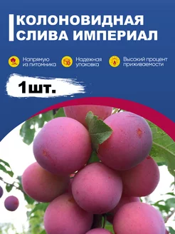 Саженцы Груши Колоновидной Даликор Сад-Экспресс24 189971732 купить за 306 ₽ в интернет-магазине Wildberries