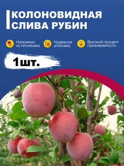 Саженец слива колоновидная Рубин эко-дача24 183406382 купить за 382 ₽ в интернет-магазине Wildberries