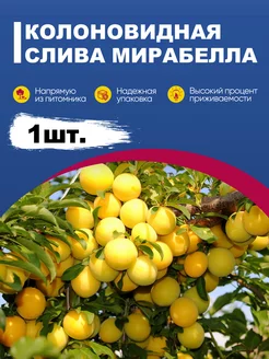 Саженцы слива колоновидная желтая Мирабелла эко-дача24 183406383 купить за 382 ₽ в интернет-магазине Wildberries