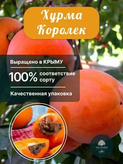 Саженцы Хурма Королек Питомник Наследие 183409705 купить за 456 ₽ в интернет-магазине Wildberries