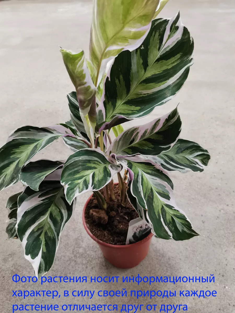 Калатея Фьюжн Уайт (Calathea White Fusion) D15 Это наш сад 183413861 купить  в интернет-магазине Wildberries