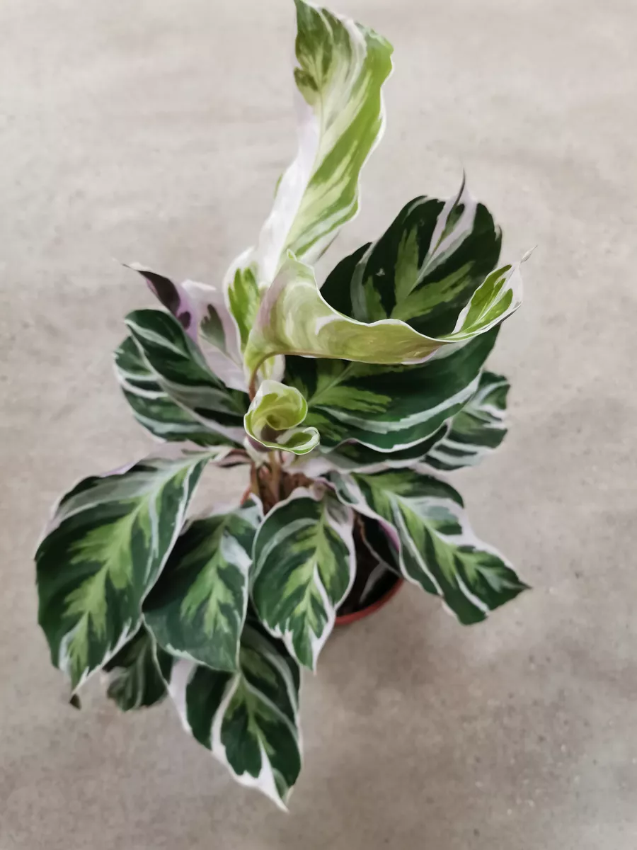 Калатея Фьюжн Уайт (Calathea White Fusion) D15 Это наш сад 183413861 купить  в интернет-магазине Wildberries