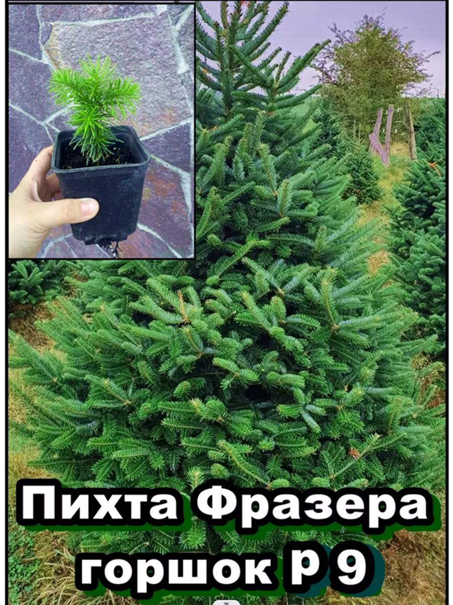 Пихта Фразера живая ЗКС Gold Arboretum 183419419 купить в интернет-магазине  Wildberries