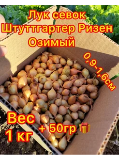 озимый на посадку в зиму лук севок 183478897 купить за 251 ₽ в интернет-магазине Wildberries