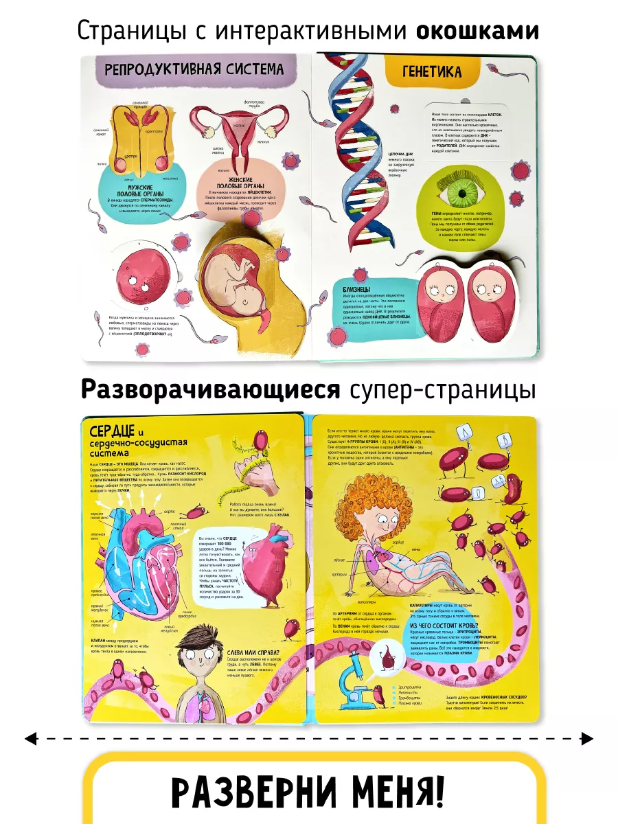 Тело человека Книга с окошками Анатомия для детей Счастье внутри 183663964  купить за 939 ₽ в интернет-магазине Wildberries