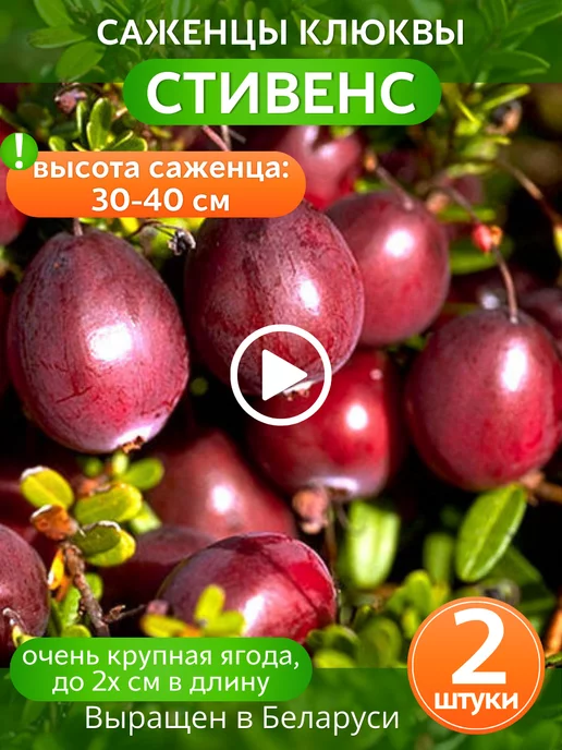 Клюква Саженцы клюквы Стивенс 2 шт. садовые