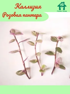 Каллизия Розовая пантера черенок (3шт.) Flower House 183749311 купить за 187 ₽ в интернет-магазине Wildberries