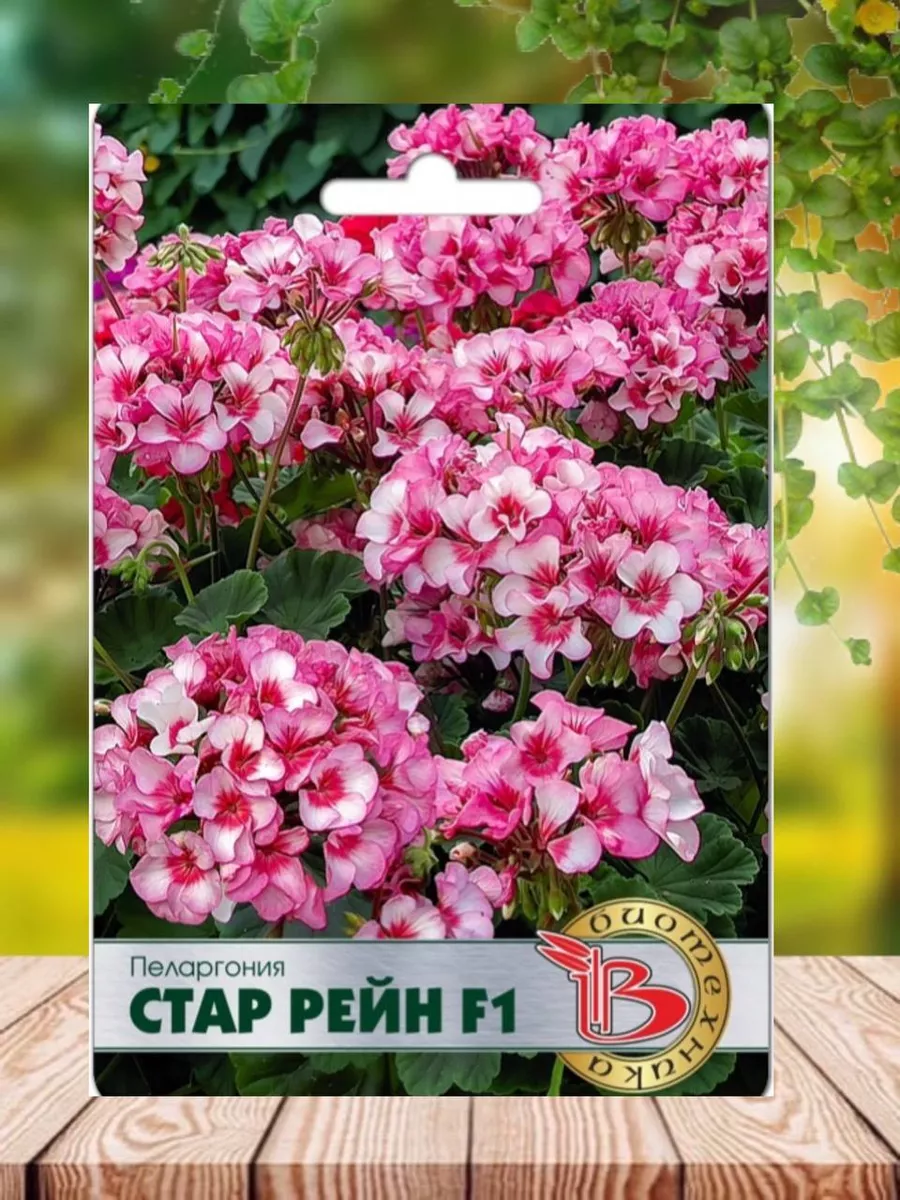 Ханкой стар рейн