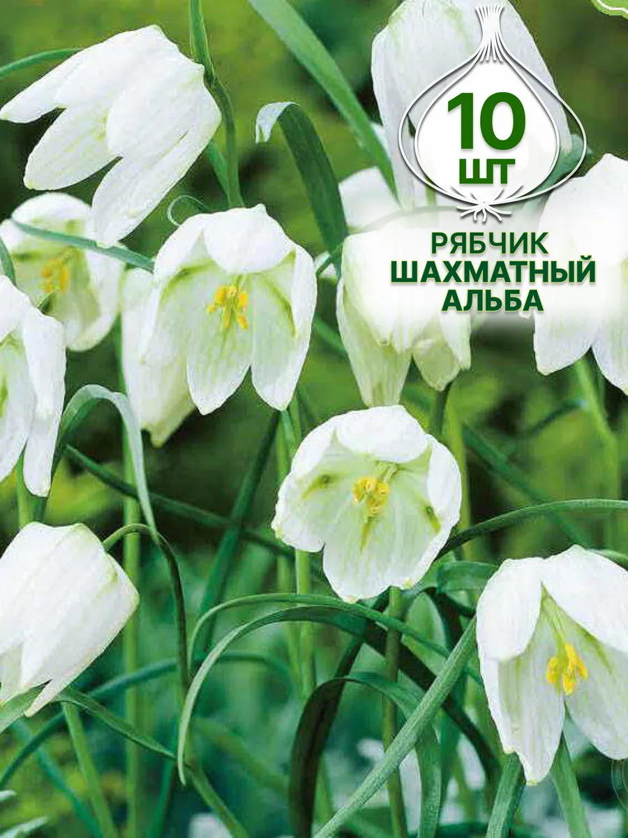 Рябчик шахматный (Fritillaria meleagris), цветущий куст. Сорт с малиновыми цветами