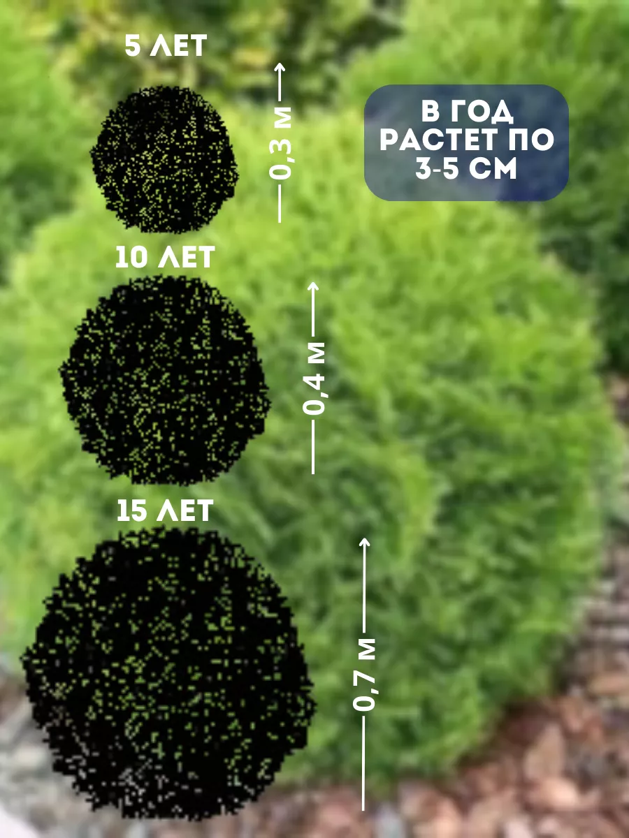 Саженцы туй шаровидной 2 штуки Туя Даника 184027827 купить в  интернет-магазине Wildberries