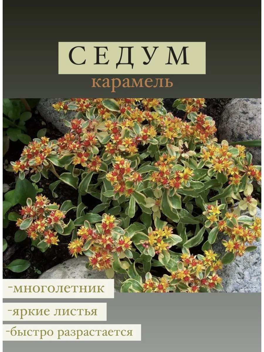 Очиток (седум) Карамель