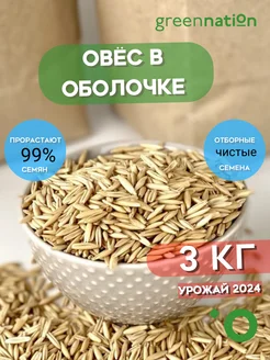 Овес в оболочке для заваривания и проращивания ОВЕС GREENNATION 184133299 купить за 236 ₽ в интернет-магазине Wildberries