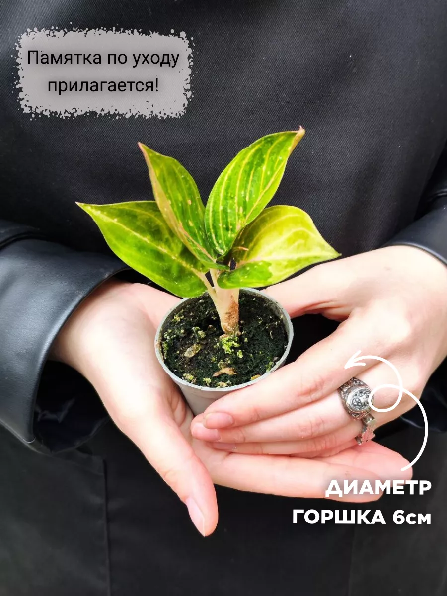 Аглаонема Красный Рубин (Aglaonema Ruby Red) D6см Exotica 184155728 купить  в интернет-магазине Wildberries